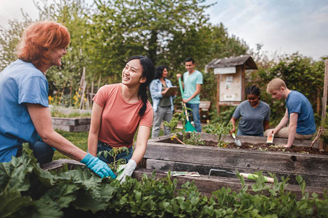 Multiracial group of young men and young women gather as volunteers to plant vegetables in community garden with mature woman project manager advice and teamwork